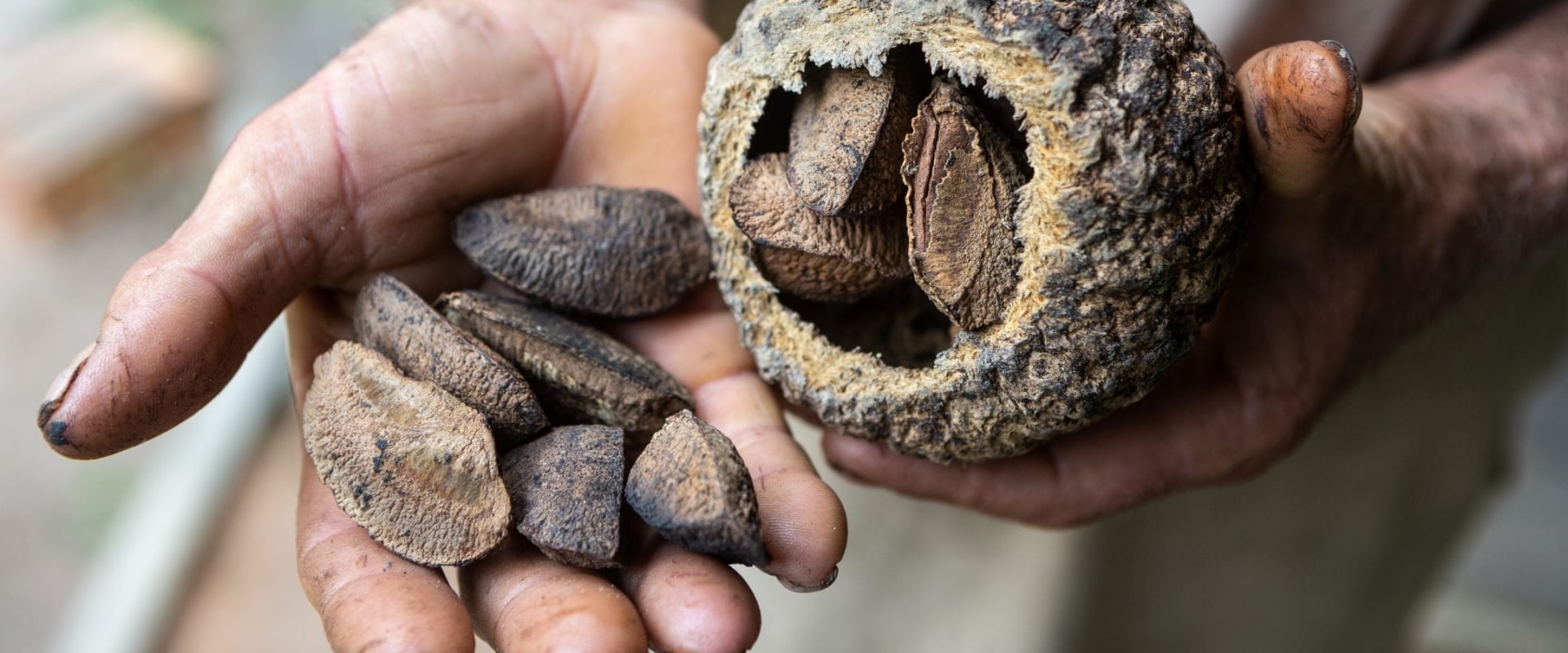 Why are brazil nuts hard to find?