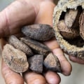 Is the brazil nut a seed?