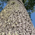 Where does brazil nut tree grow?